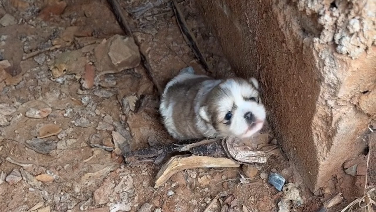 “Where Is My Mom?” A Puppy Crying from Hunger and Cold by the River