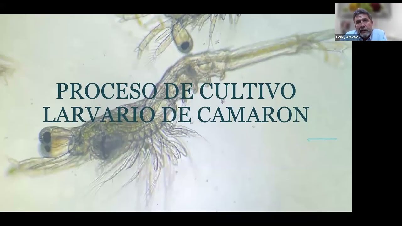 ¡Descubre las técnicas y normativas para un cultivo exitoso de postlarvas de camarón!