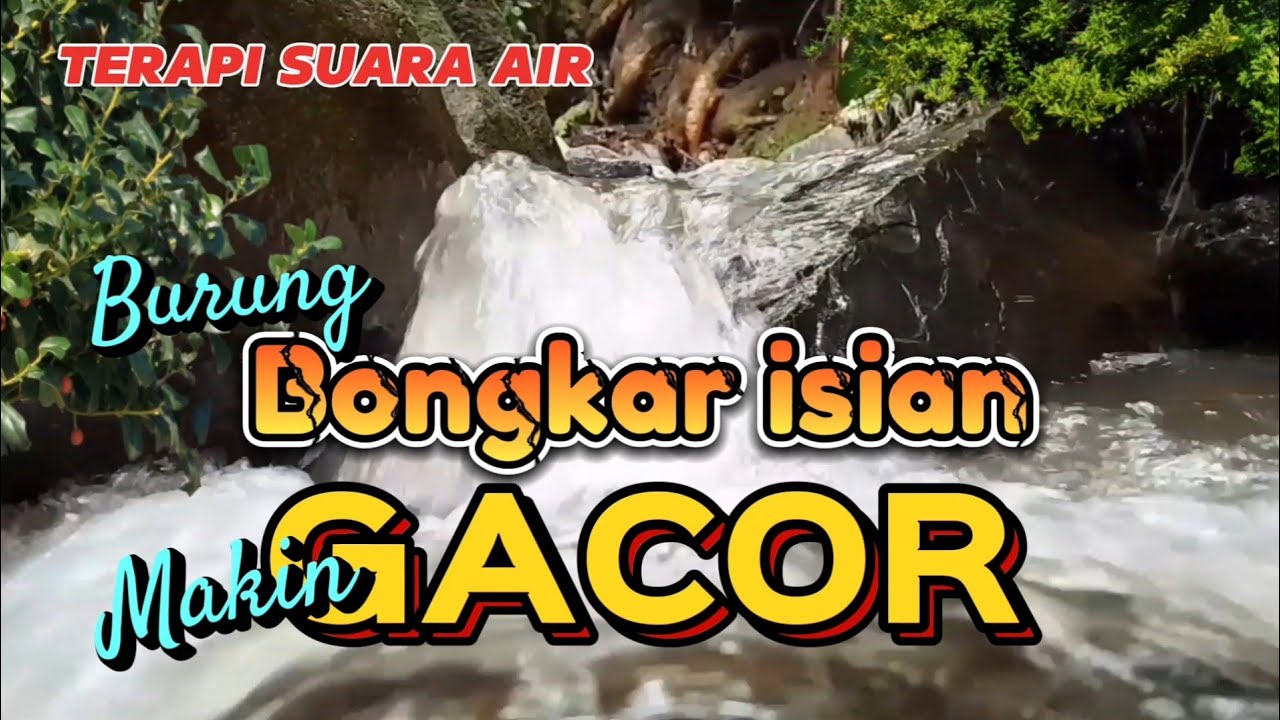 TERAPI SUARA AIR, burung cepat bongkar isian dan makin gacor