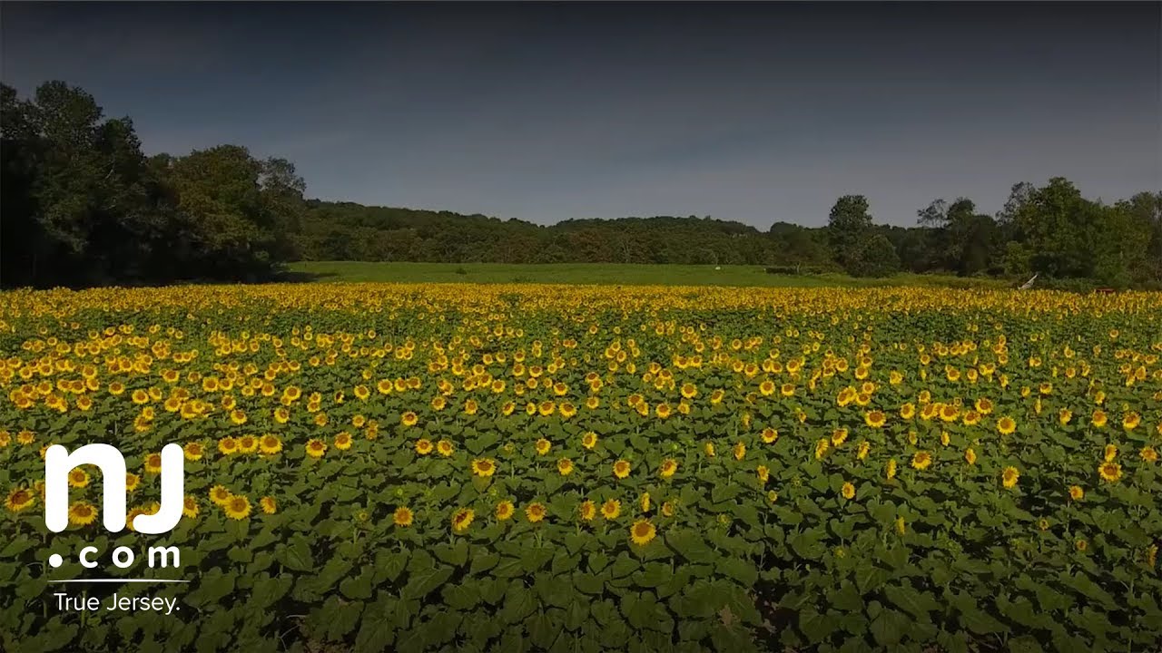 Sunflower season is in full bloom in New Jersey