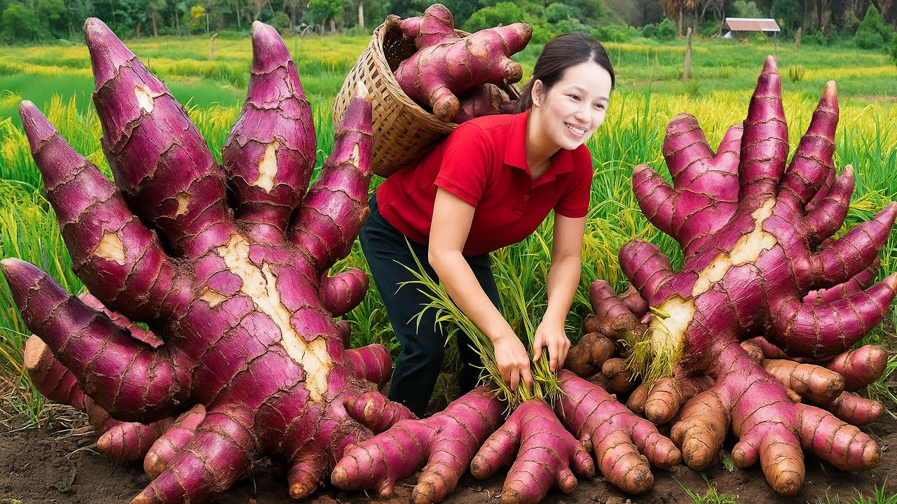 Amazing! Women Harvest Giant Arrowroots | Grilled Fish Marinated with Arrowroot – Rural Market Day