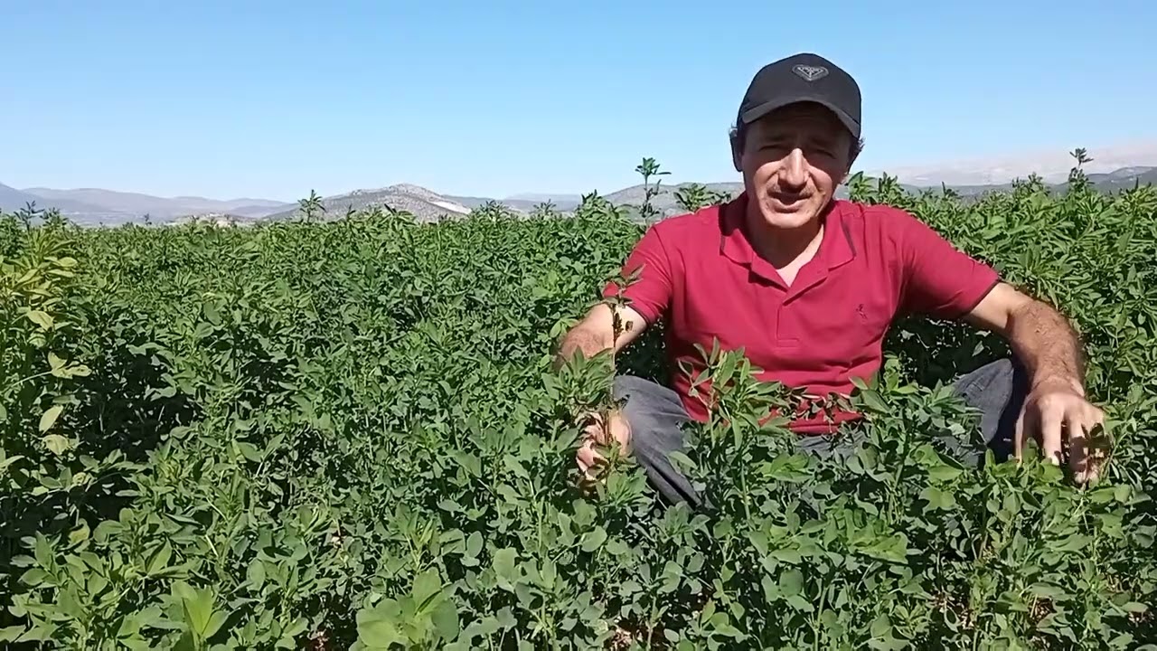 KUR'AN DA GE&Ccedil;EN TEK YEM BİTKİSİ: YONCA