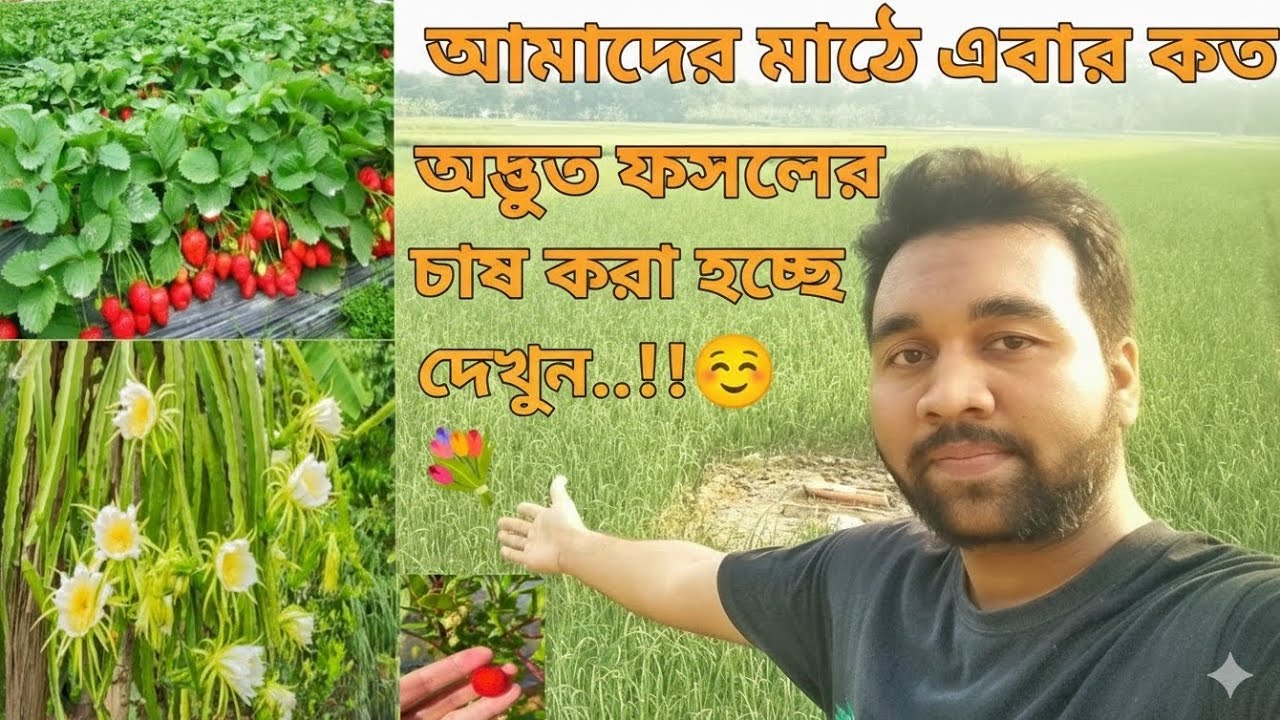 আমাদের মাঠে এই শীতে কত অদ্ভুত ফসলের চাষ হচ্ছে দেখলে অবাক হবেন আপনিও 🍓🐉☺️✨