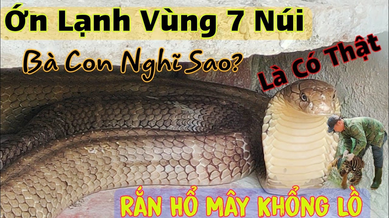 Rắn Hổ Mây Khổng Lồ Núi Cấm Nay Xuất Hiện Cùng 2 Chú Hổ Tại Trại Rắn Đồng Tâm Tiền Giang
