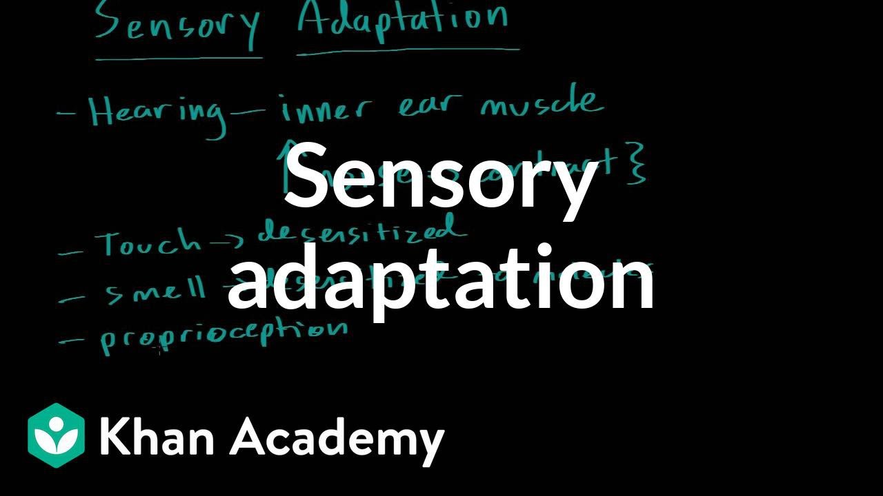 Sensory adaptation | Processing the Environment | MCAT | Khan Academy
