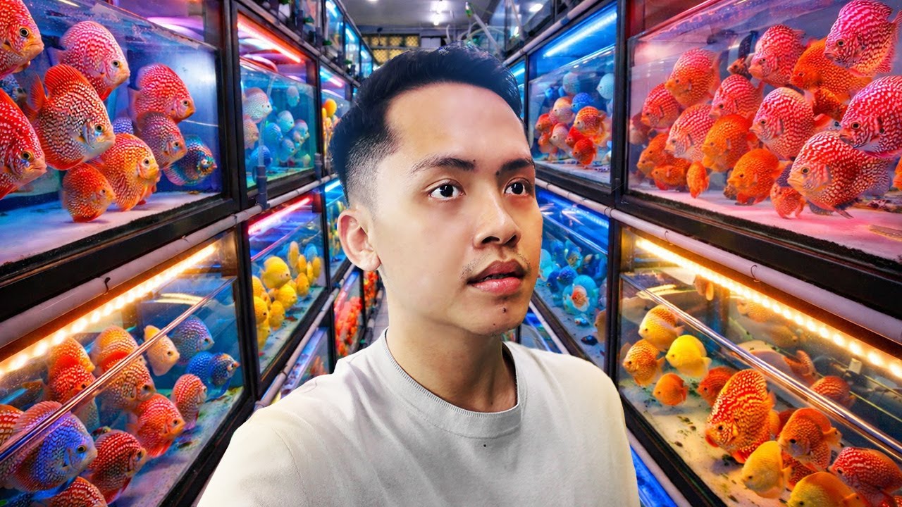 GILA! Farm Ikan Discus Ini Nyatu Sama Restoran?! Banyak Discus Mahal & Induk Jagain Anak