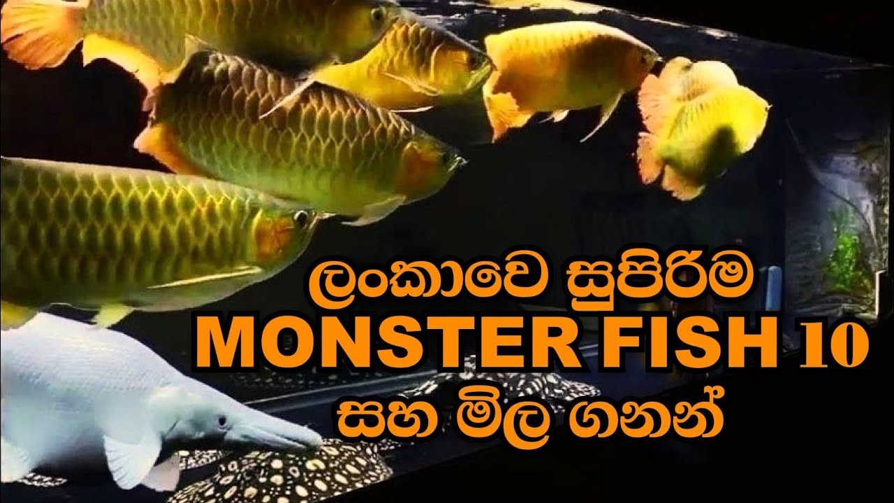 ලංකාවෙ සුපුරිම Monster Fish10  සහ මිල ගනන් | Top 10 Monster Fish and prices