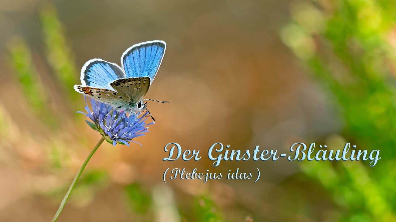 Der Ginsterbläuling