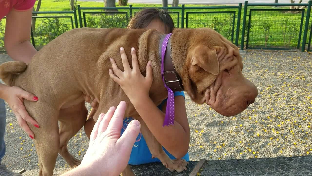 More American Sharpei Fun!