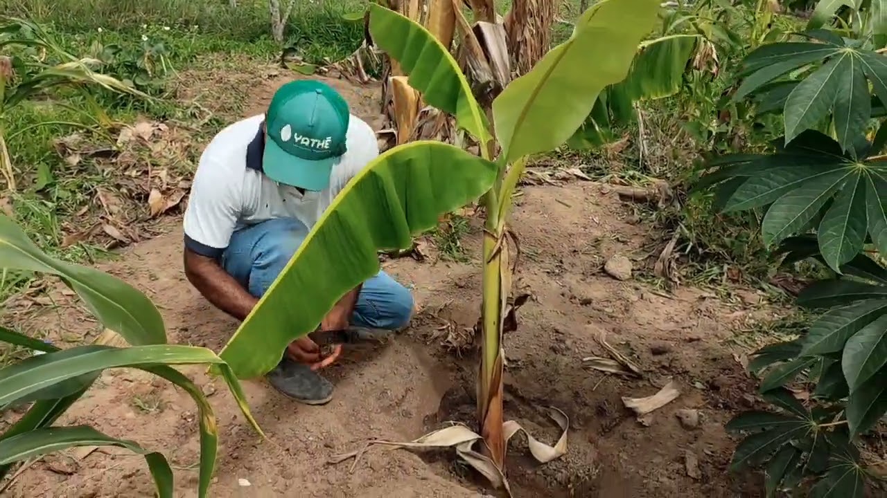 Limpando  e adubando o plantio de bananeira.