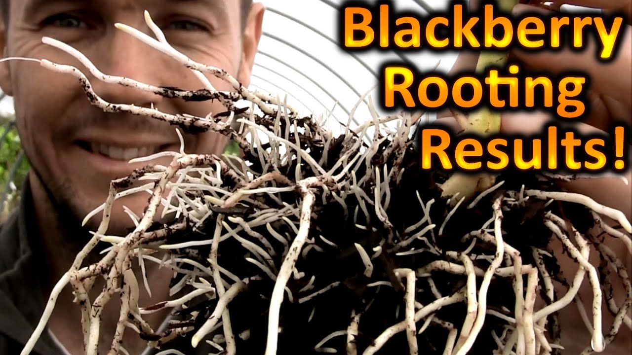 How to Propagate Blackberries Easily (Part 2)  Rooting Results for Tip Layering
