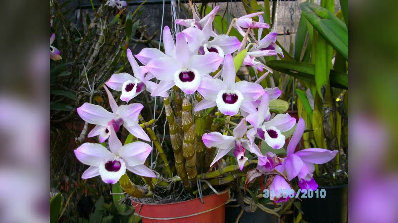 Orquídeas do tempo de cultivo . #orquideas