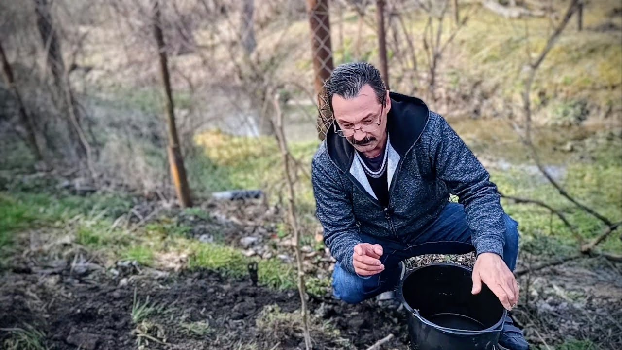 Cum, unde plantăm un păr ?