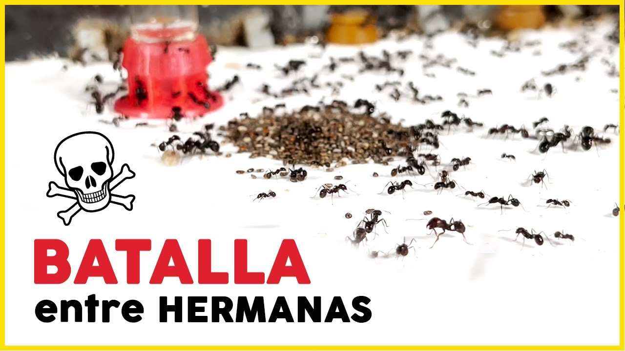 La Gran guerra de mi colonia Messor Barbarus