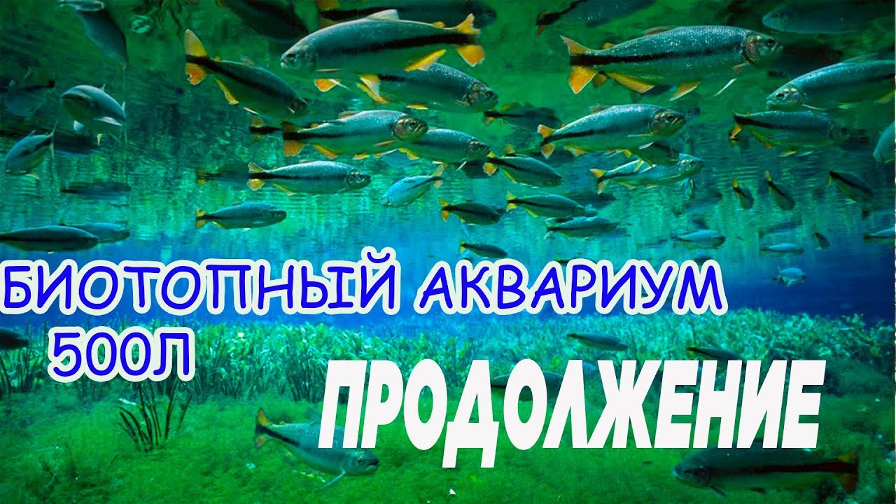 Биотоп Днепра 500 литров первые обитатели