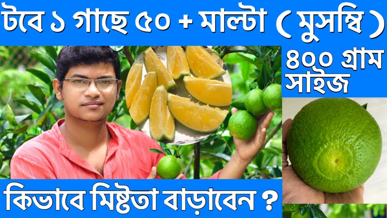 ছাদবাগানে মাল্টা গাছে ৫০ টিরও বেশি মাল্টা | Malta | বারি মাল্টা-১