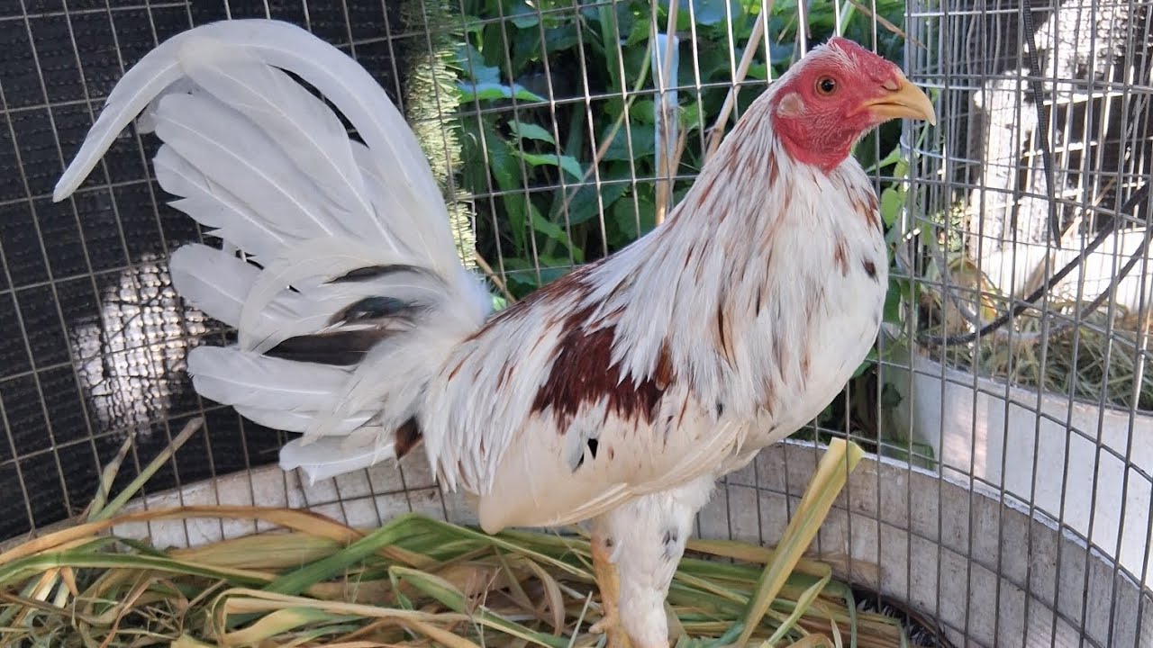Como criar gallo fino #travaloesparta #gallosfino #chicken #rooster #birds #subscribe #viral #video 