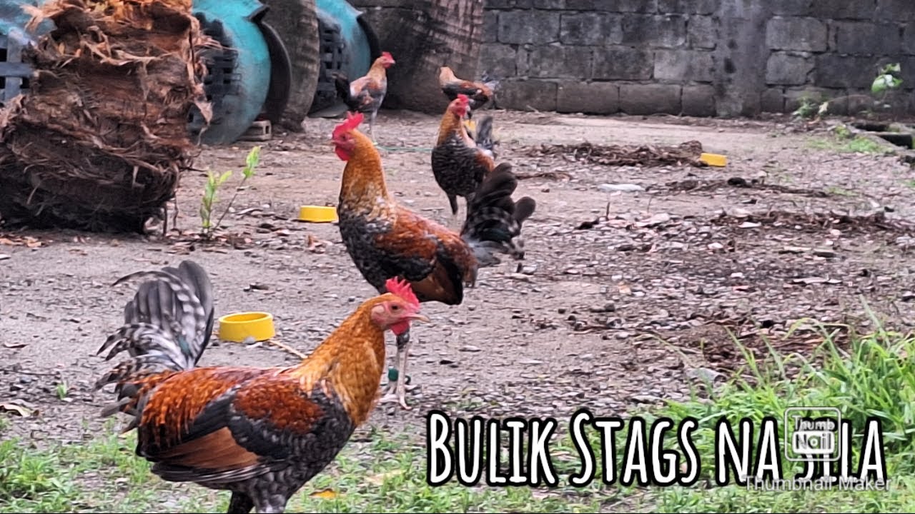 May cord area na ako para sa aking mga Bulik stags