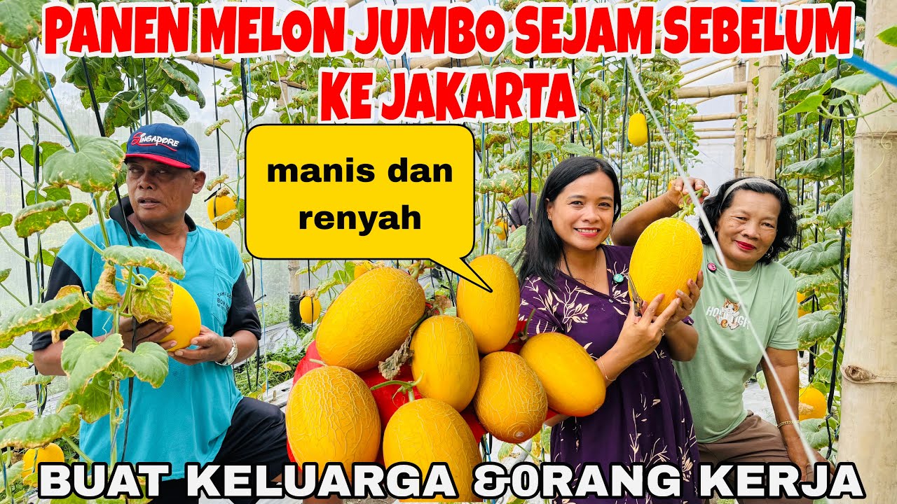 PANEN MELON JUMBO BERSAMA KELUARGA SE JAM SEBELUM KE JAKARTA BUAT ORANG KERJA LAGI PANEN JAGUNG 