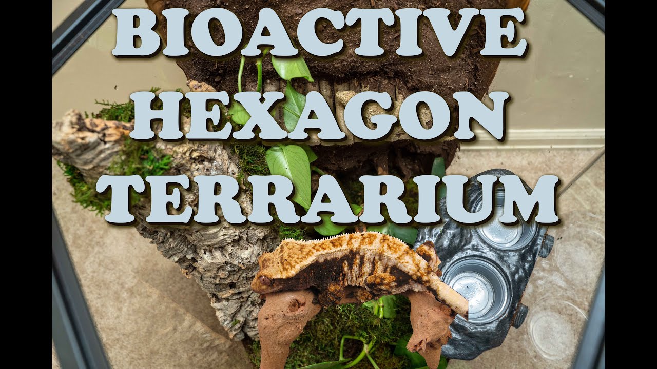 Сборка биоактивного вивария Thrive Hexagon