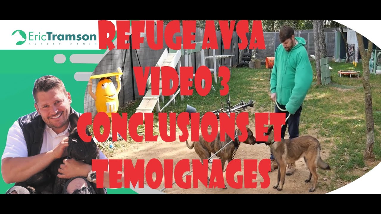 COMMENT SAVOIR LE COMPORTEMENT D UN CHIEN ADOPTER EN REFUGE AVSA ? video 3