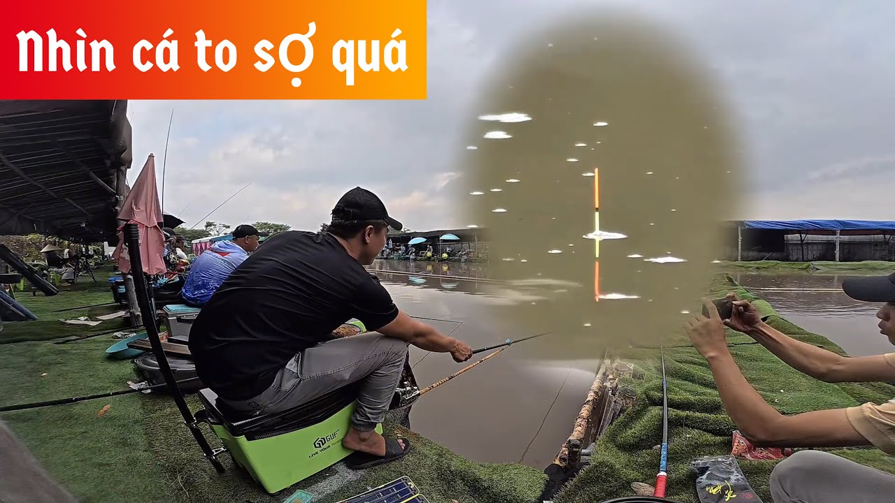 ✅ Câu cá Rô Phi, Chép to ở Quận 12, Sài Gòn | DUY FISHING