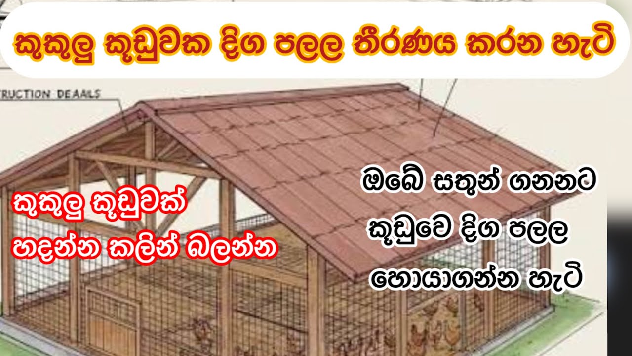 කුකුළු කූඩුවක දිග පලල හොයාගන්න හැටි. How to make poultry house. #animalava #chicken #rir #farming 