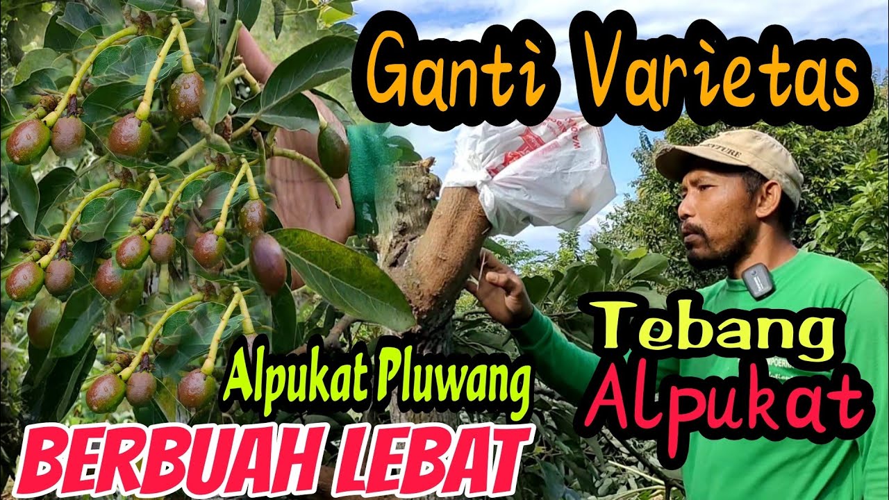 ALPUKAT PLUANG BERBUAH LEBAT DI KEBUN BITSHOP KING LAMPUNG