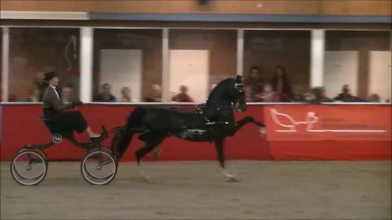 Demi van Nispen with Hackney Horse Magic Eclipse Flash dance Winner CC Ambt Delden 2016 Holland
