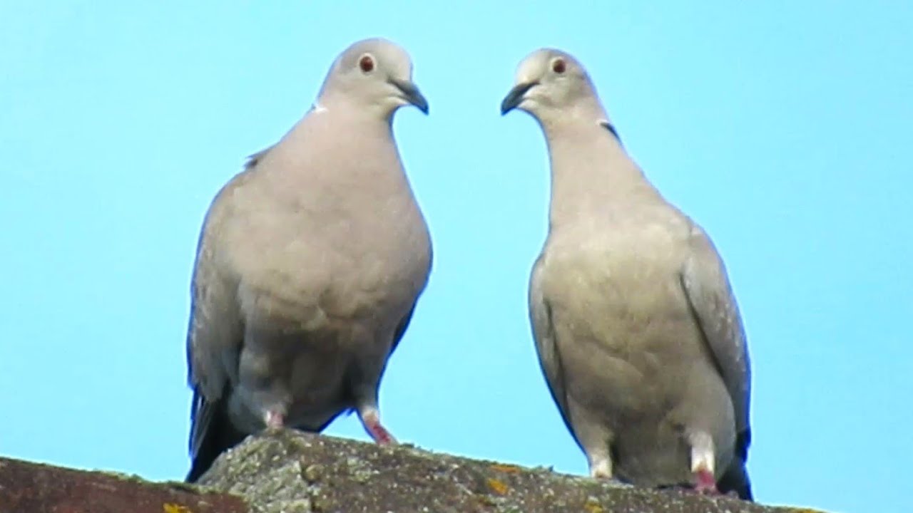 Eurasian Collared Doves Mating - Dove Coo Sounds