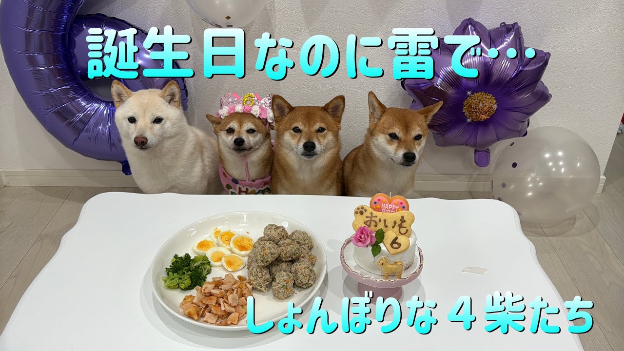 #4 誕生日なのに雷…⚡️柴犬たち全員しょんぼり顔でパーティ