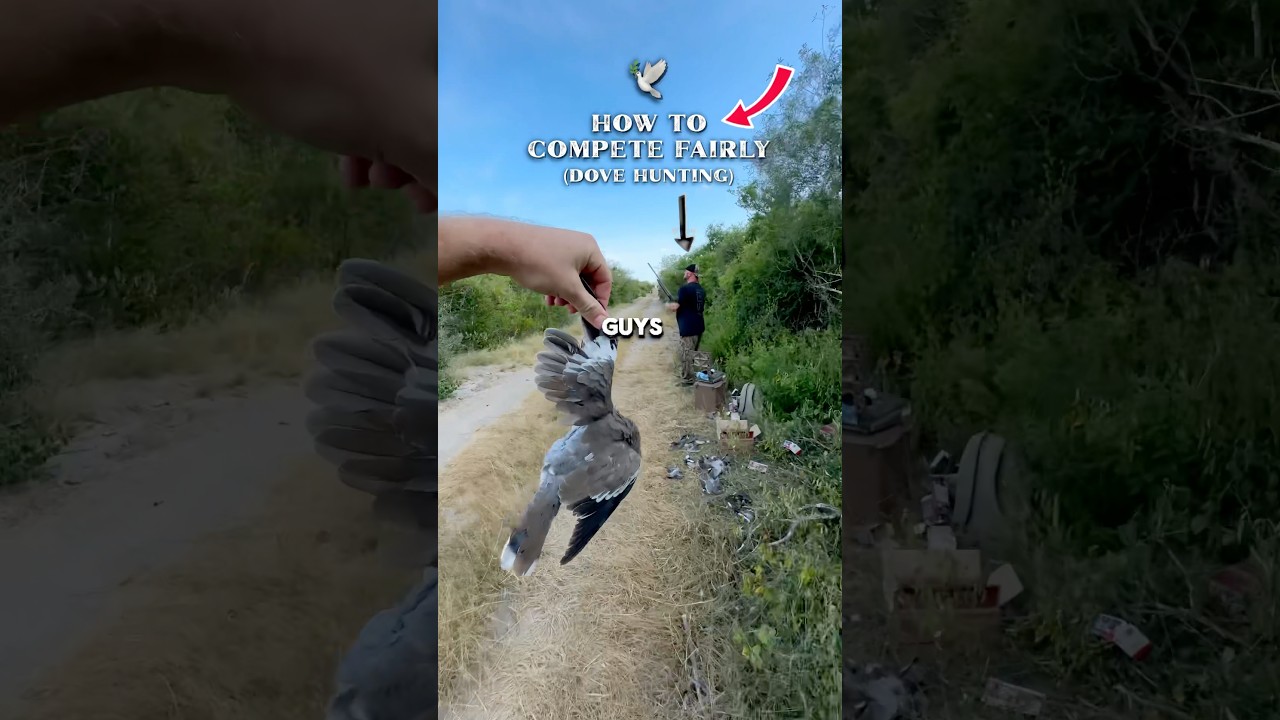 How to compete fairly while dove hunting
