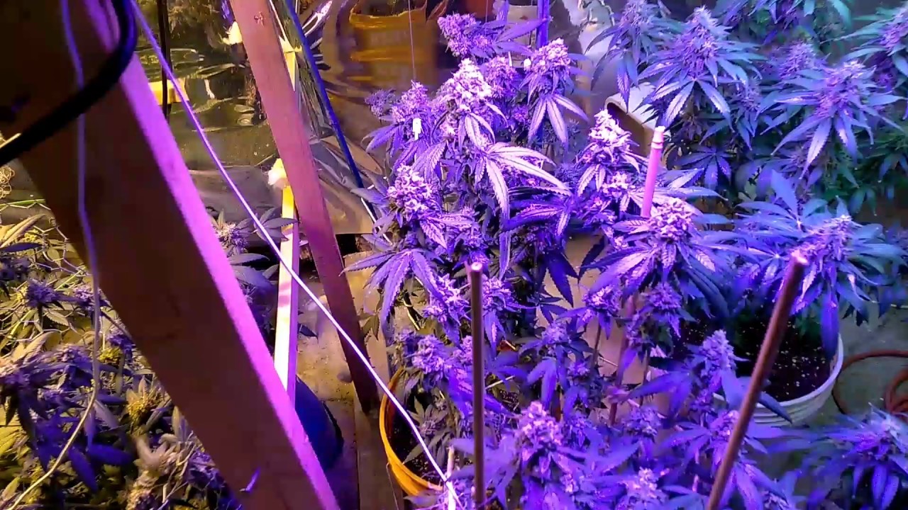 Day 54 flower thinning and pruning advice second flush