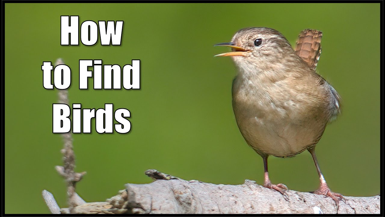 Are you struggling with how to find birds? With these tips you will surely find them!