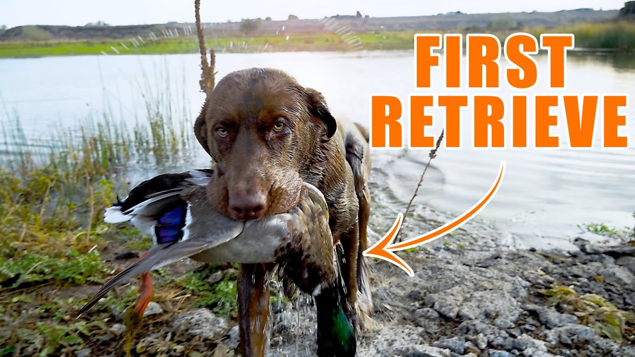 Watch this Dog Retrieve His FIRST EVER DUCK! - And some duck hunting.