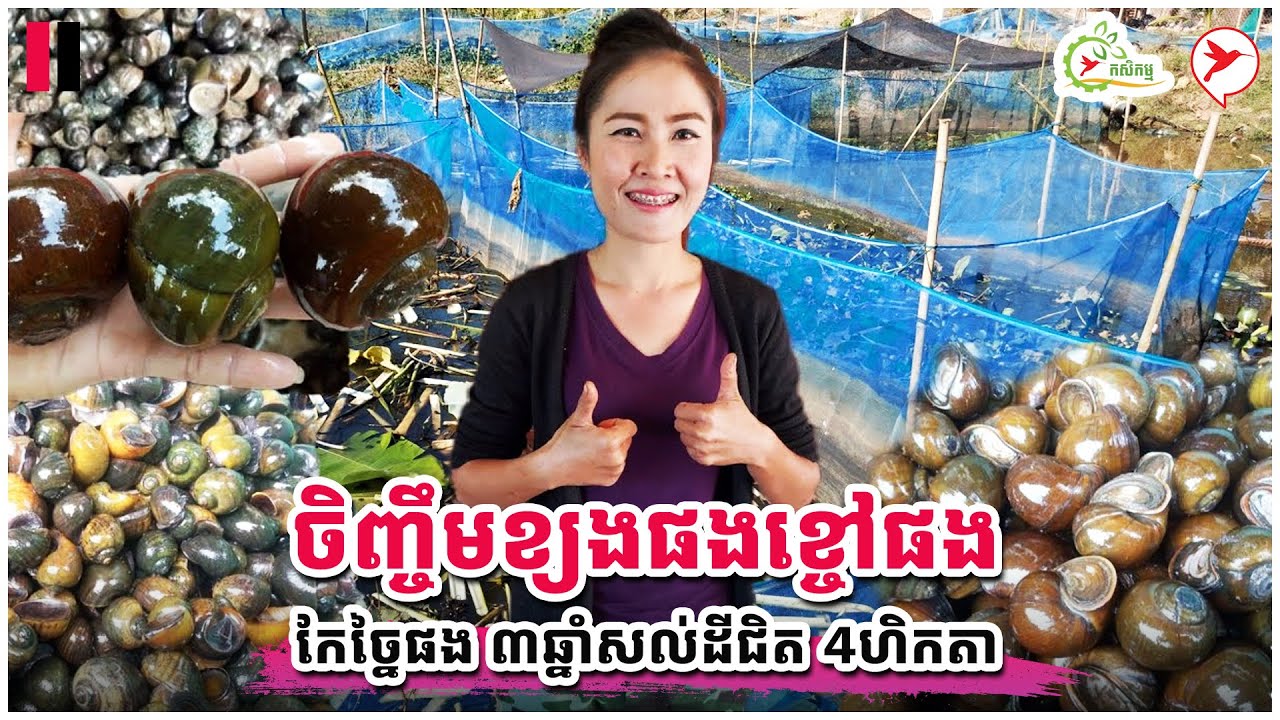 ចិញ្ចឹមខ្យងផងខ្ចៅផង កែច្នៃផង ៣ឆ្នាំសល់ដីជិត 4ហិកតា | កម្មវិធីកសិកម្ម