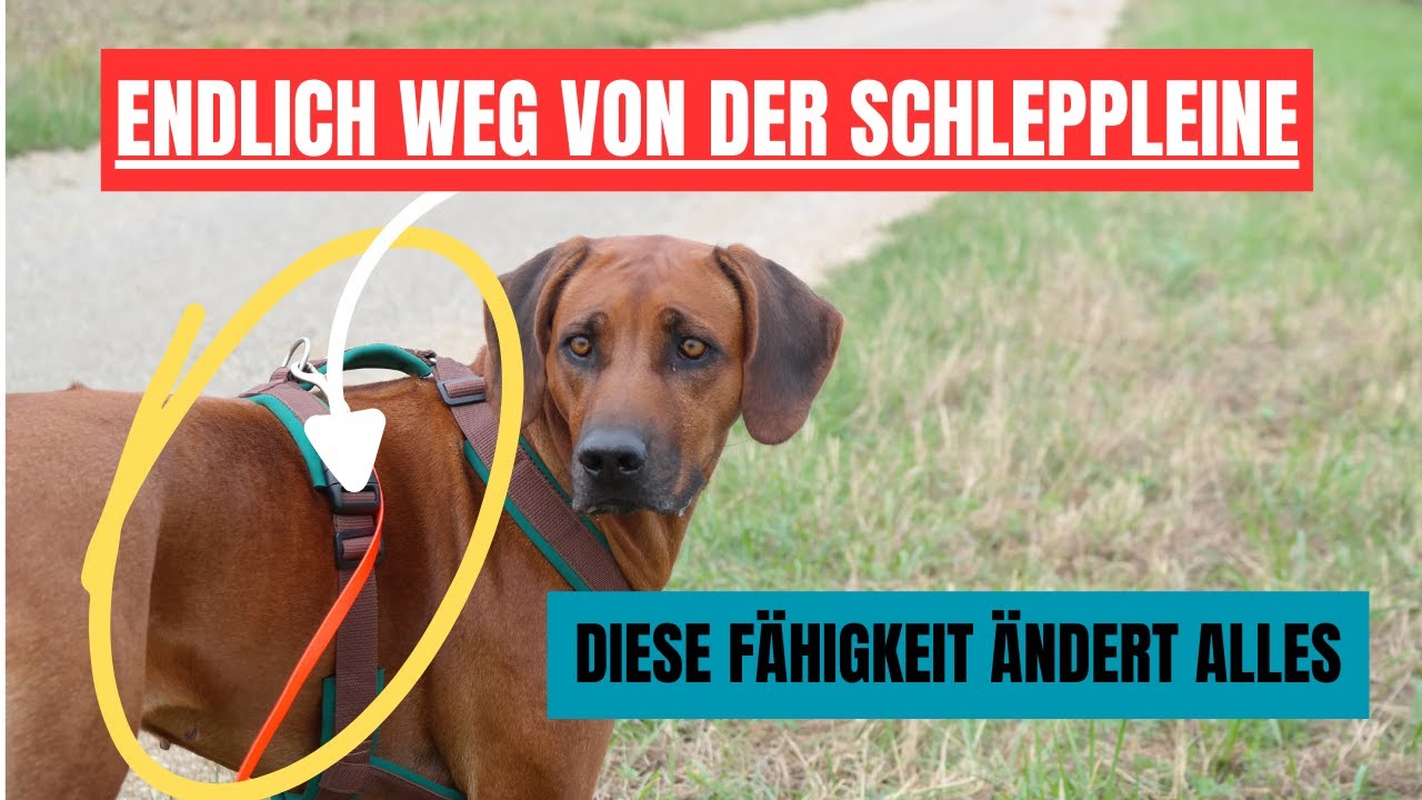 Hund sicher im Freilauf: Endlich weg von der Schleppleine