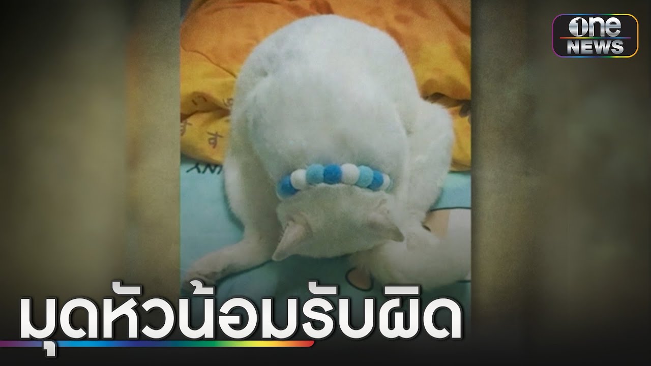 แม่จับได้ว่าหนีเที่ยว แมวงัดท่าไม้ตายหวังรอด | ข่าวเช้าช่องวัน | สำนักข่าววันนิวส์