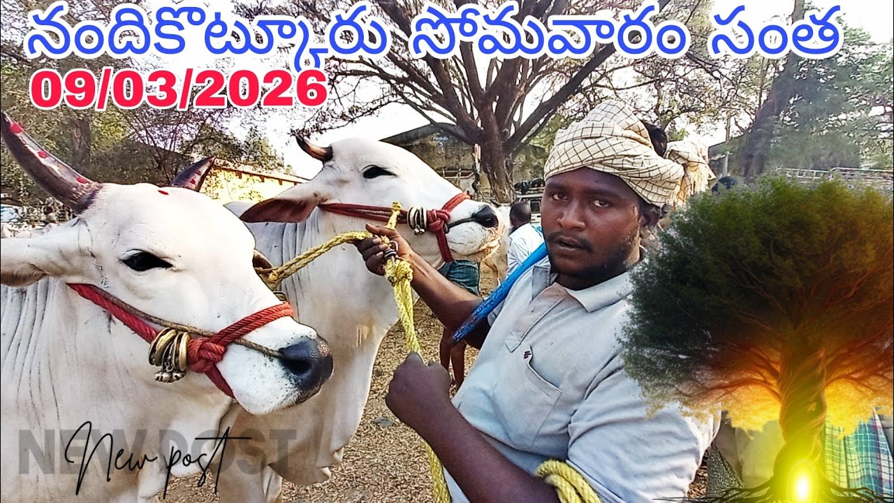 నందికొట్కూరు సోమవారం సంత Nandikotkur Monday Market 🐂 Big Size Ongole Bulls | Today Cattle Market 