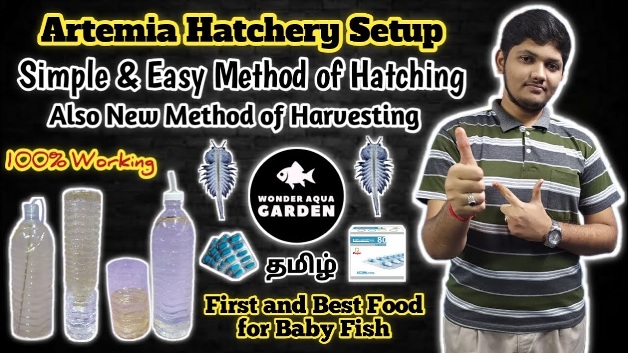 How to Hatch Brine Shrimp Eggs at Home  | Artemia Hatchery Setup | தமிழ் | Wonder Aqua Garden