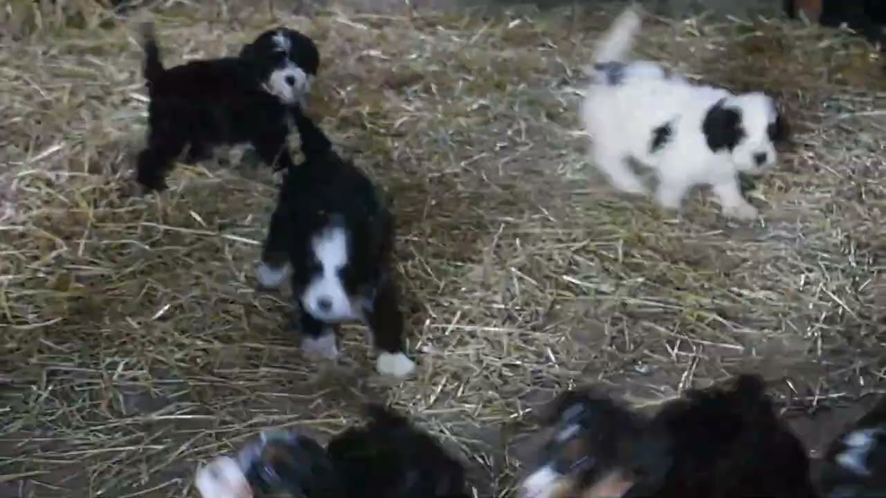 Miniature Bernedoodle Puppies For Sale