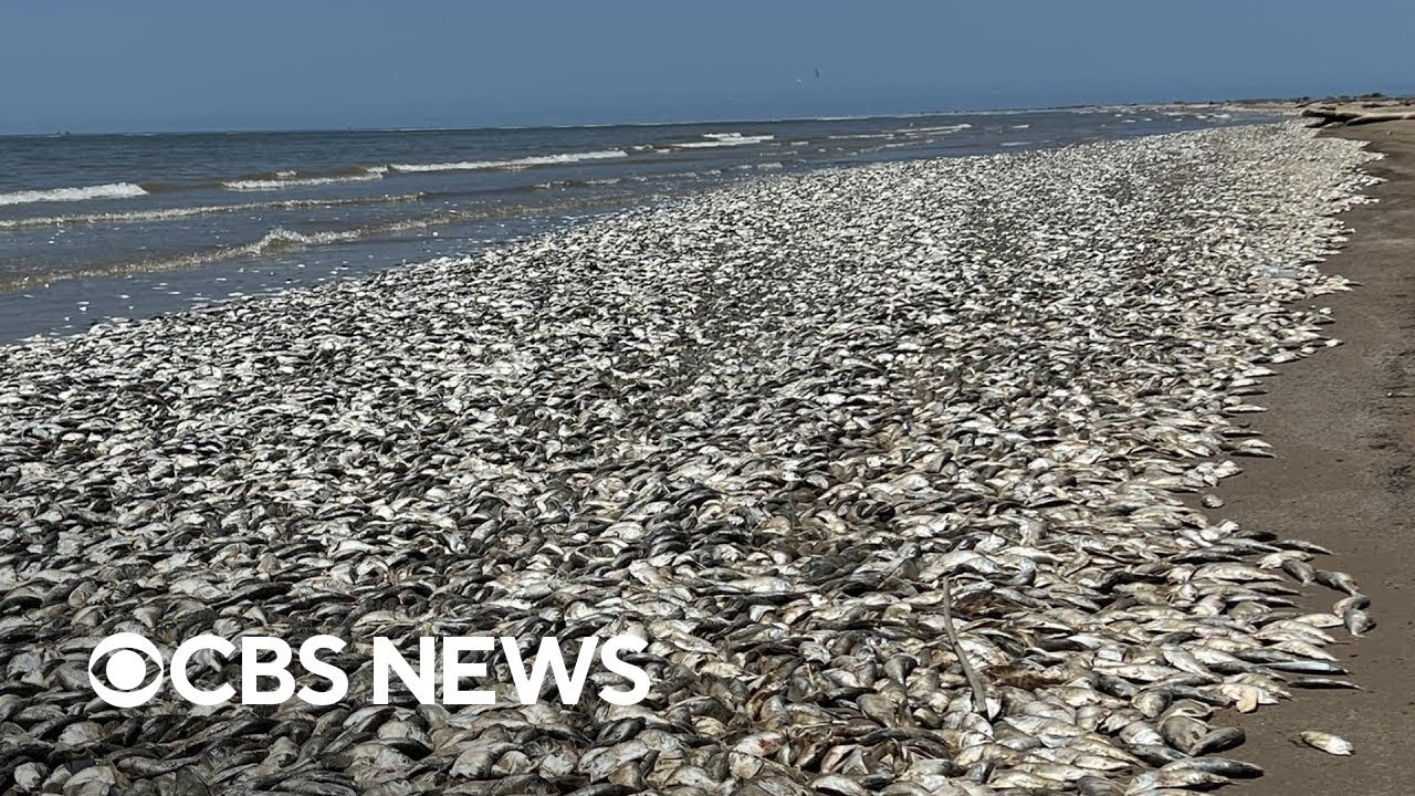 Tens of thousands of dead fish wash up on Texas coast