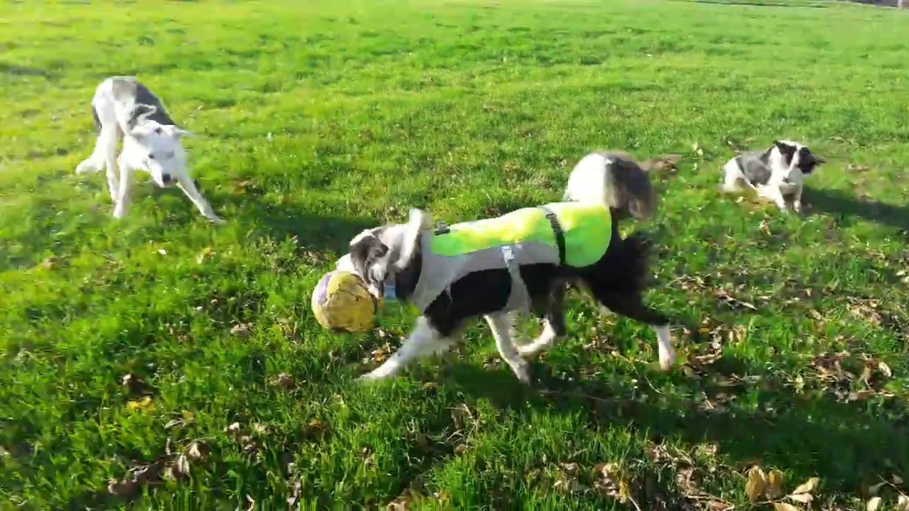 Three Collie Dogs Having Fun with a Ball