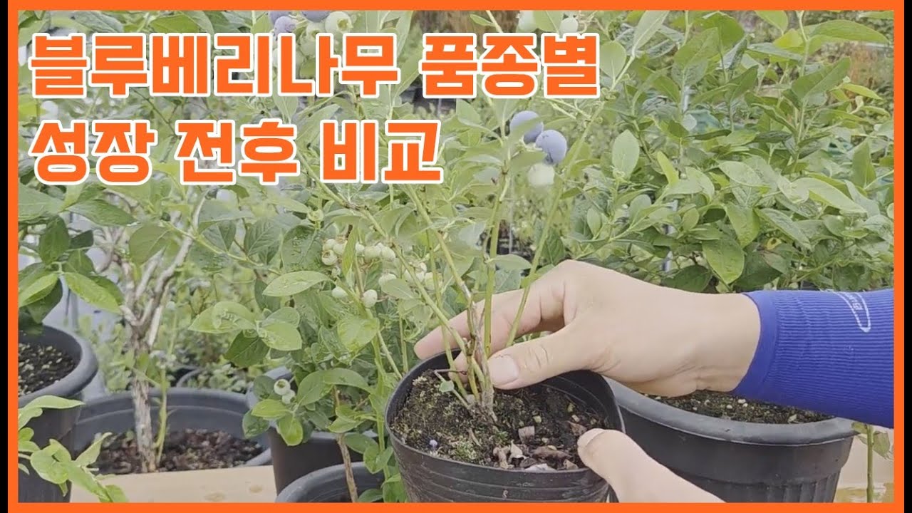 블루베리나무 품종별 성장 전후 비교