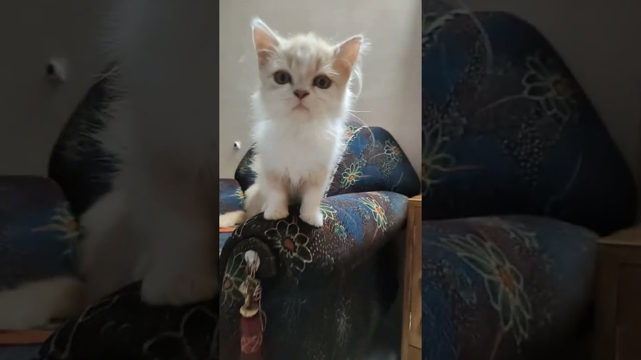 cute cat. Chunnu Munnu is live