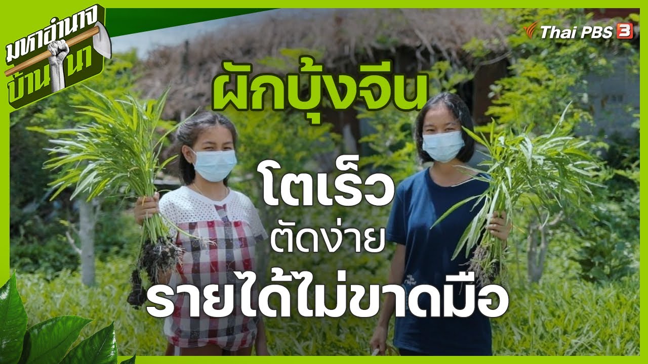 ผักบุ้งจีน โตเร็ว ตัดง่าย รายได้ไม่ขาดมือ : มหาอำนาจบ้านนา