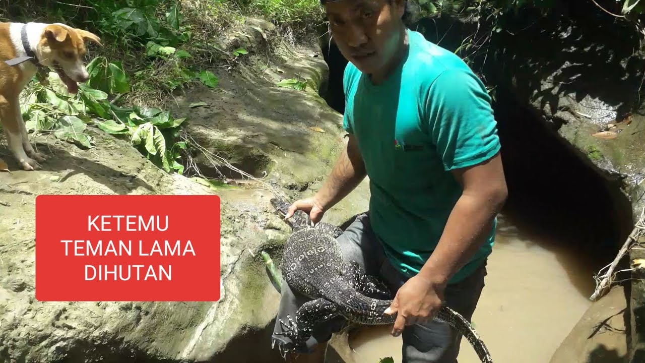 Berburu Biawak Poin Sebesar Jok 😱😱#118