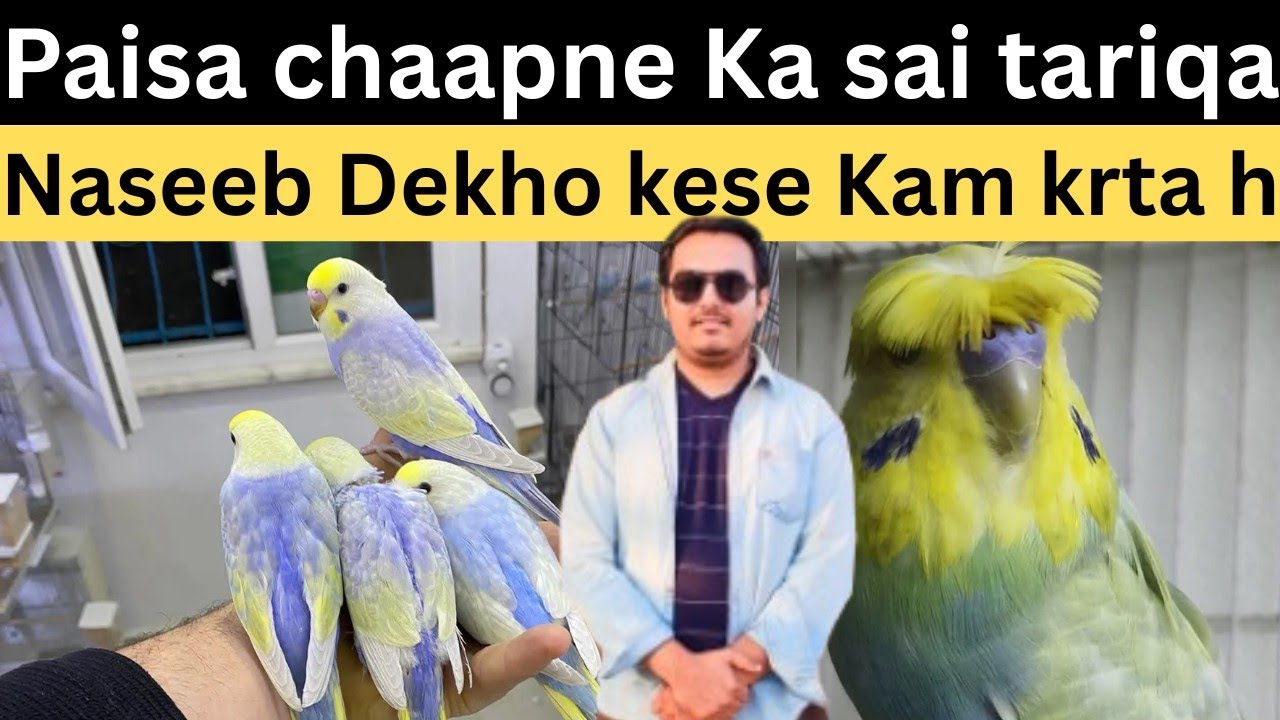 paisa chaapne Ka Sahi tariqa | rainbow Budgies 