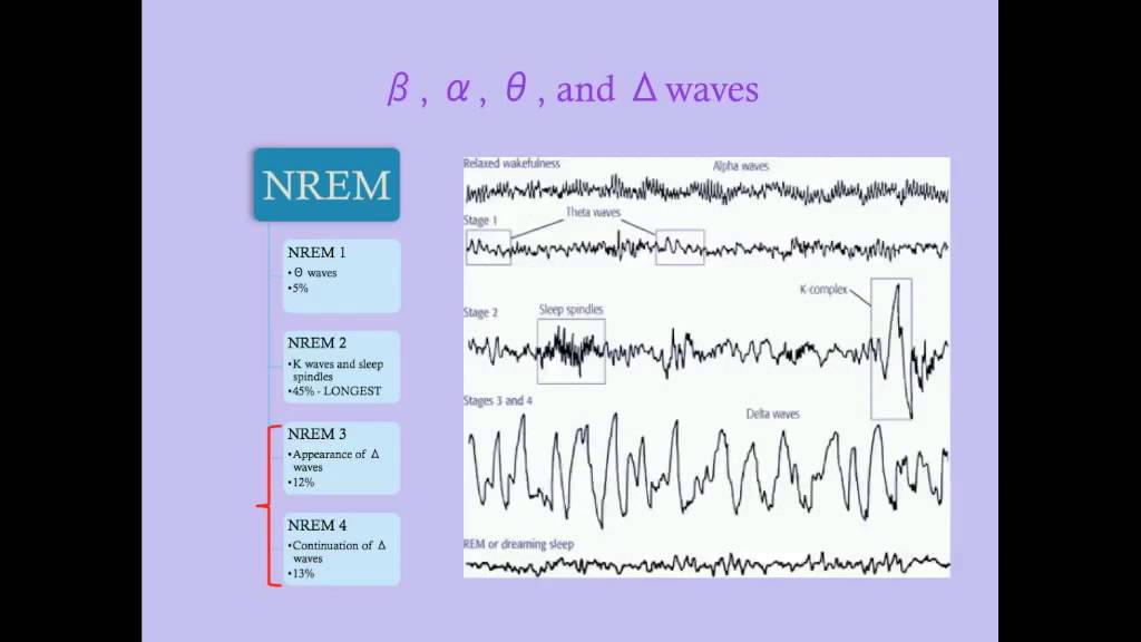Sleep-Wake Disorders - CRASH! Medical Review Series