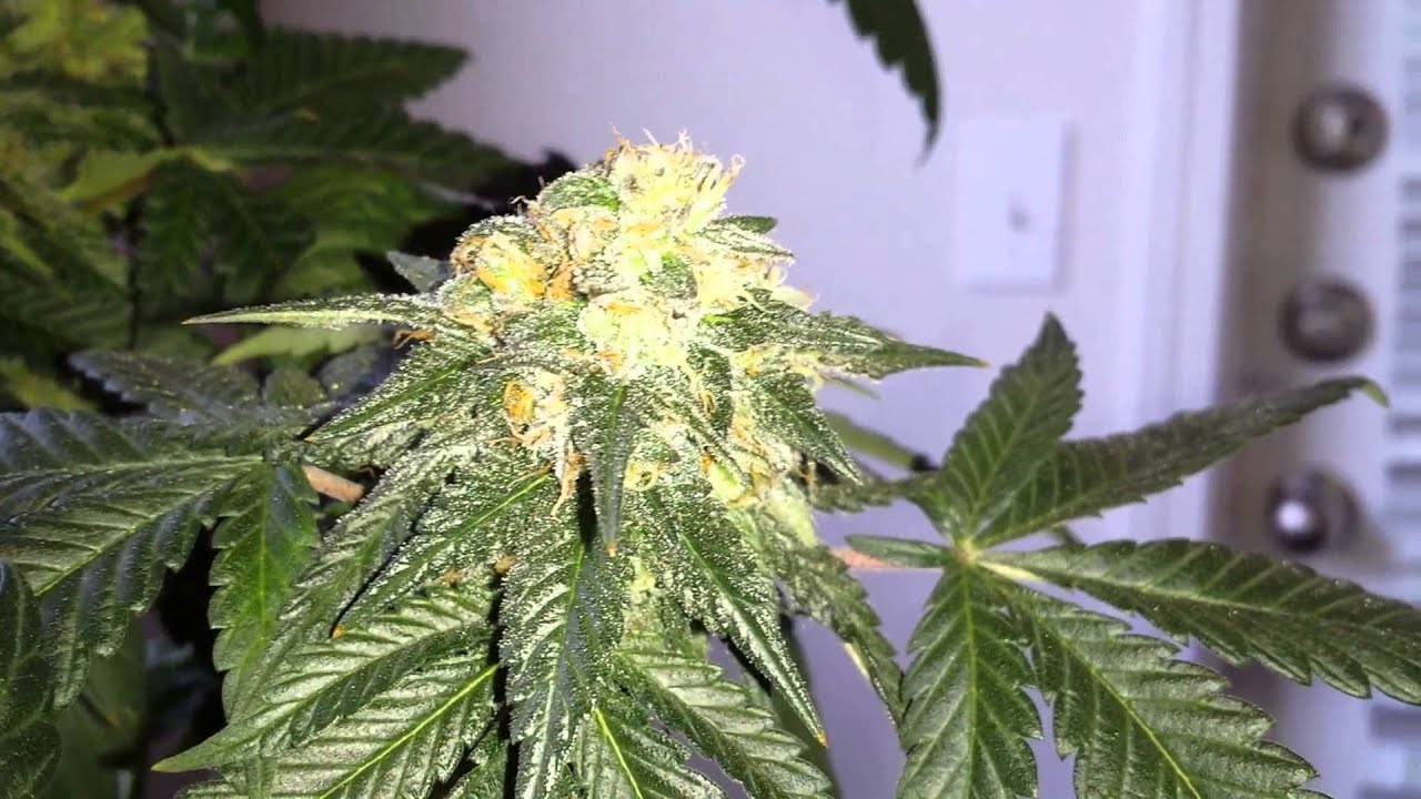 Snowcap mini CFL Cannabis grow update 11 After Darkness